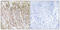 Acyl-CoA Dehydrogenase Family Member 10 antibody, GTX87500, GeneTex, Immunohistochemistry paraffin image 