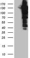 Ubiquitin Specific Peptidase 25 antibody, TA810971, Origene, Western Blot image 