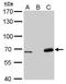 Lamin B2 antibody, GTX628803, GeneTex, Western Blot image 