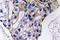 Interleukin 5 antibody, LS-C177535, Lifespan Biosciences, Immunohistochemistry frozen image 