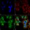 Unc-51 Like Autophagy Activating Kinase 2 antibody, LS-C773190, Lifespan Biosciences, Immunocytochemistry image 