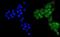Ubiquitin A-52 Residue Ribosomal Protein Fusion Product 1 antibody, PB9122, Boster Biological Technology, Immunofluorescence image 