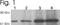 Syntaxin Binding Protein 1 antibody, NB120-3451, Novus Biologicals, Western Blot image 