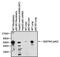 Sequestosome 1 antibody, PA5-20839, Invitrogen Antibodies, Western Blot image 