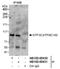 General Transcription Factor IIIC Subunit 3 antibody, NB100-60430, Novus Biologicals, Western Blot image 