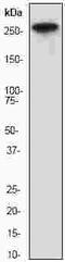 Acetyl-CoA Carboxylase Alpha antibody, ab45174, Abcam, Western Blot image 