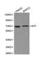 Alpha Fetoprotein antibody, orb48271, Biorbyt, Western Blot image 