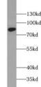 Signal Transducer And Activator Of Transcription 4 antibody, FNab08301, FineTest, Western Blot image 