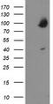Oxysterol-binding protein 1 antibody, TA503140, Origene, Western Blot image 