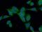 Hyaluronidase 2 antibody, 51148-1-AP, Proteintech Group, Immunofluorescence image 