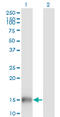 Ubiquitin Like 3 antibody, LS-C197939, Lifespan Biosciences, Western Blot image 