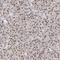 BUB3 Mitotic Checkpoint Protein antibody, NBP1-88517, Novus Biologicals, Immunohistochemistry frozen image 