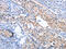 Inhibin Subunit Beta C antibody, CSB-PA971390, Cusabio, Immunohistochemistry paraffin image 