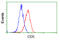 CD5 Molecule antibody, GTX84709, GeneTex, Flow Cytometry image 