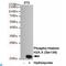 H2A Histone Family Member X antibody, LS-C813961, Lifespan Biosciences, Western Blot image 