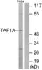 TATA-Box Binding Protein Associated Factor, RNA Polymerase I Subunit A antibody, abx013625, Abbexa, Western Blot image 