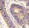 Golgi Associated PDZ And Coiled-Coil Motif Containing antibody, LS-C100821, Lifespan Biosciences, Immunohistochemistry frozen image 