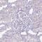 Plexin B3 antibody, PA5-61638, Invitrogen Antibodies, Immunohistochemistry frozen image 