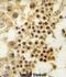 Growth Differentiation Factor 3 antibody, abx031515, Abbexa, Immunohistochemistry paraffin image 
