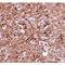 Interleukin 16 antibody, LS-C82909, Lifespan Biosciences, Immunohistochemistry frozen image 