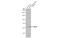 NADPH Oxidase 4 antibody, GTX121929, GeneTex, Western Blot image 