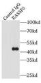 Ras Association Domain Family Member 6 antibody, FNab07137, FineTest, Immunoprecipitation image 