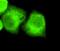 Nucleophosmin 1 antibody, M00450-2, Boster Biological Technology, Immunofluorescence image 