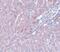 LYR motif-containing protein 1 antibody, PA5-20920, Invitrogen Antibodies, Immunohistochemistry paraffin image 