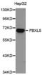 F-Box And Leucine Rich Repeat Protein 5 antibody, abx004281, Abbexa, Western Blot image 