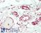 Cell Division Cycle 6 antibody, LS-B15473, Lifespan Biosciences, Immunohistochemistry paraffin image 