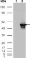 GA Binding Protein Transcription Factor Subunit Alpha antibody, GTX83195, GeneTex, Western Blot image 