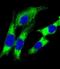 Major Histocompatibility Complex, Class II, DQ Alpha 1 antibody, PA5-49452, Invitrogen Antibodies, Immunofluorescence image 