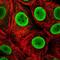 Heparin Binding Growth Factor antibody, NBP2-38589, Novus Biologicals, Immunocytochemistry image 