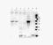 Syndecan 2 antibody, orb13481, Biorbyt, Western Blot image 