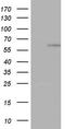 Zinc Finger Protein 34 antibody, CF803597, Origene, Western Blot image 