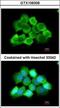 ArfGAP With GTPase Domain, Ankyrin Repeat And PH Domain 3 antibody, GTX106308, GeneTex, Immunofluorescence image 