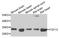 Fibroblast Growth Factor 13 antibody, A7895, ABclonal Technology, Western Blot image 