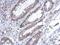 Phospholipase A2 Group IVF antibody, GTX120597, GeneTex, Immunohistochemistry paraffin image 