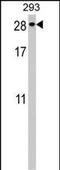 Securin-2 antibody, A15119, Boster Biological Technology, Western Blot image 