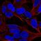 Apolipoprotein L4 antibody, NBP2-56108, Novus Biologicals, Immunocytochemistry image 