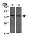 Myogenic Differentiation 1 antibody, GTX100885, GeneTex, Western Blot image 