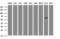 Keratin 5 antibody, LS-C175453, Lifespan Biosciences, Western Blot image 