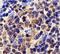 Baculoviral IAP Repeat Containing 5 antibody, GTX31653, GeneTex, Immunohistochemistry paraffin image 