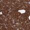 Syntaxin 5 antibody, PA5-51565, Invitrogen Antibodies, Immunohistochemistry paraffin image 