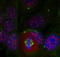 Myocyte Enhancer Factor 2A antibody, TA333253, Origene, Immunofluorescence image 