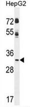 Cyclin-G1 antibody, AP50813PU-N, Origene, Western Blot image 