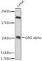 C-X-C Motif Chemokine Ligand 1 antibody, GTX53966, GeneTex, Western Blot image 