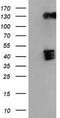 Betaine--Homocysteine S-Methyltransferase antibody, TA500961, Origene, Western Blot image 