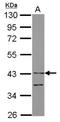 Leukocyte Immunoglobulin Like Receptor A4 antibody, NBP2-15013, Novus Biologicals, Western Blot image 
