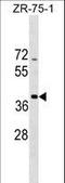 SCO Cytochrome C Oxidase Assembly Protein 2 antibody, LS-C158927, Lifespan Biosciences, Western Blot image 